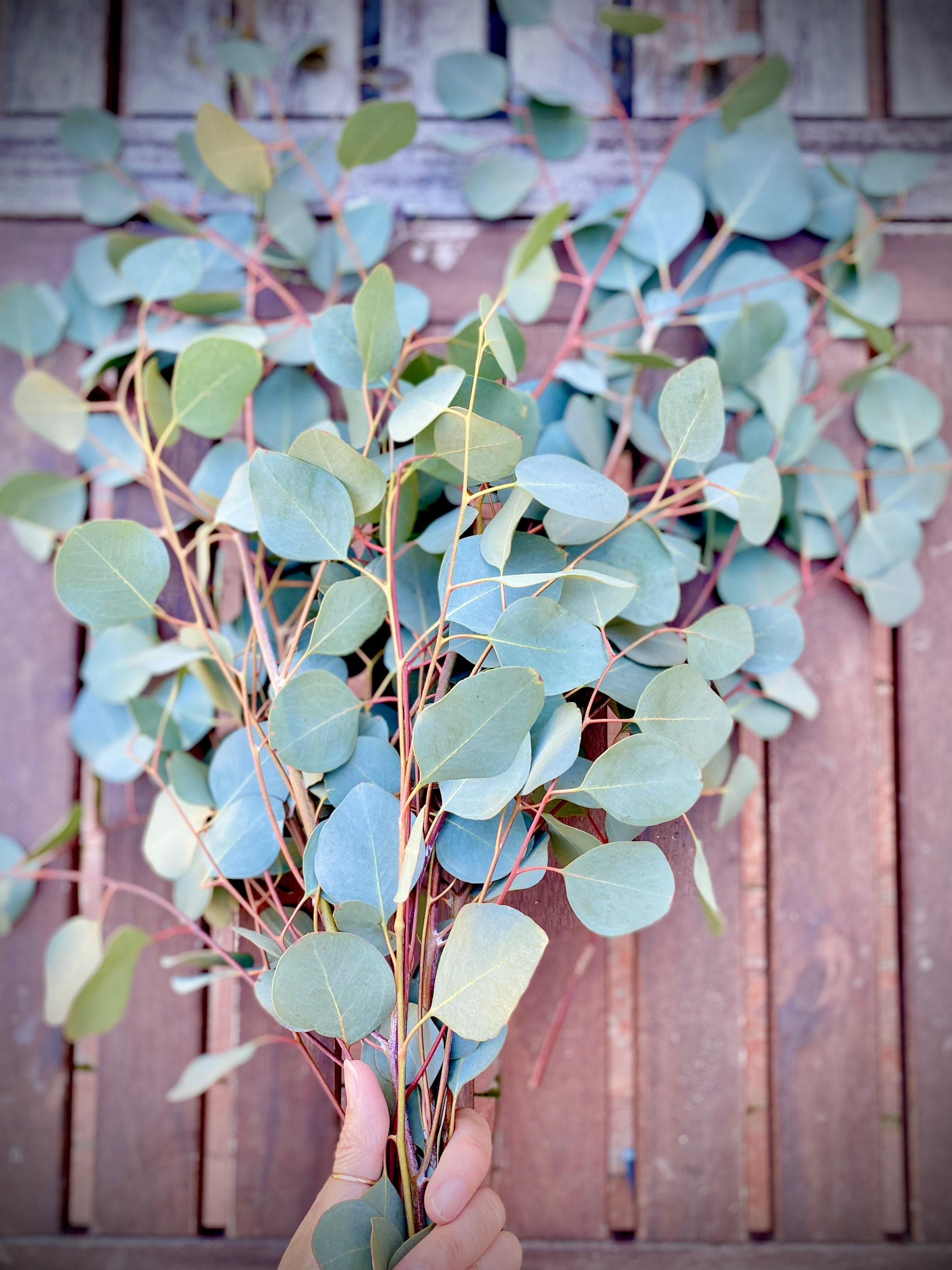 Silver dollar eucalyptus stems 10 12 15 inches fresh etsy