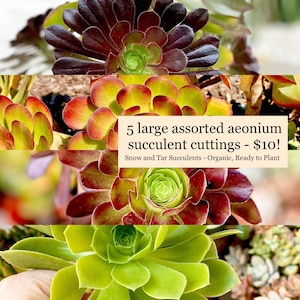 Aeonium Cuttings - Black Rose Aeonium Arboreum Zwartkop Aeonium Jolly Green 5 Large Organic Plant Cuttings