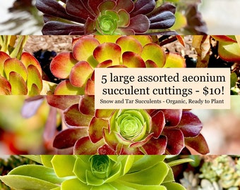 Aeonium Cuttings - Black Rose Aeonium Arboreum Zwartkop Aeonium Jolly Green 5 Large Organic Plant Cuttings