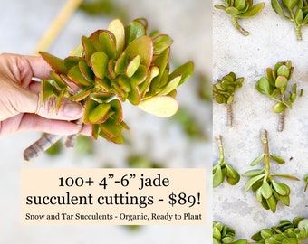 Huge Lot of Jade Plant Succulent Cuttings - 100+ 4” to 6” organic fresh stems, ready to plant