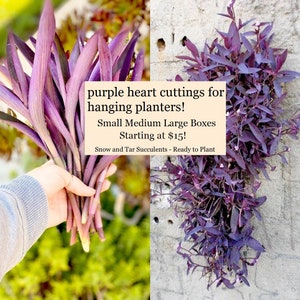 Purple Heart cuttings for hanging planters, 10 25 50 or 100 large stems of trailing Wandering Jew Tradescantia pallida ‘Purpurea’ succulents
