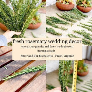 Fresh Rosemary for Wedding Décor Choose Your Quantity Choose Your Date - Fresh Rosemary Sprigs Delivered On Time In Great Condition