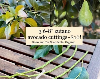 3 Zutano Avocado Tree Cuttings: 6-8” Scions for Grafting