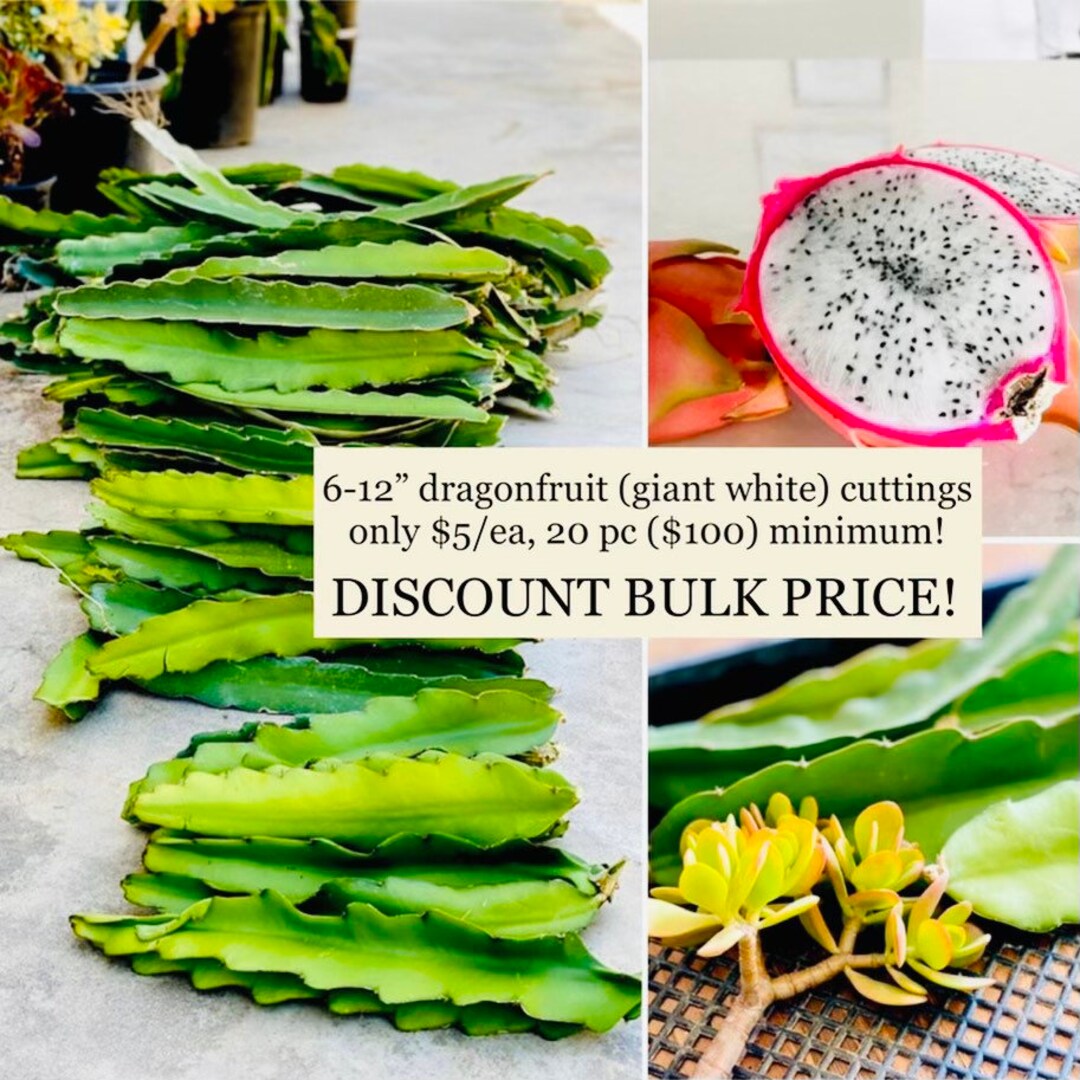 Bulk Dragonfruit Pruning Season Sale 20 Fresh 612 Dragonfruit Plant