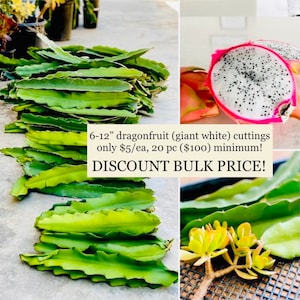 20 Fresh Dragonfruit Cuttings: White Flesh Pitaya Stem, Ready to Plant (6-12&quot;)