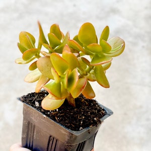 Rooted Crassula Ovata Live Jade Plant with well established roots 6-9” shipped bare root
