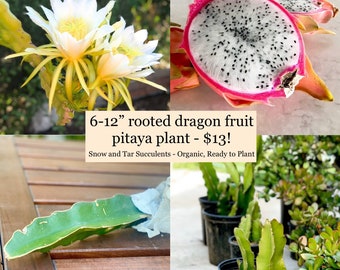 Seasonal Specials Live rooted dragon fruit plant - white flesh fruit pitahaya dragonfruit night blooming superfood plant - 6” to 12”