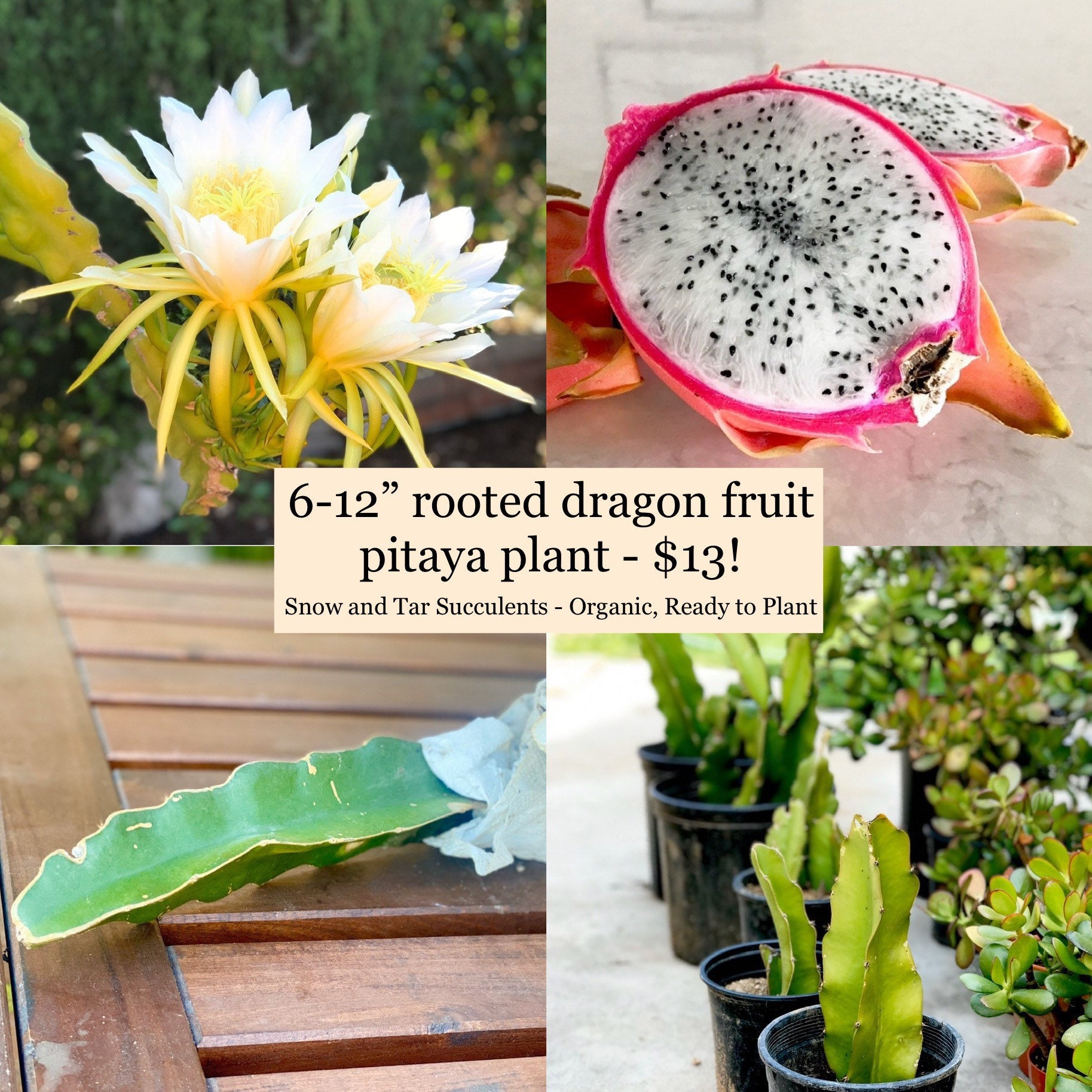 White Dragon Fruit Plant - Fruiting Cactus Vine