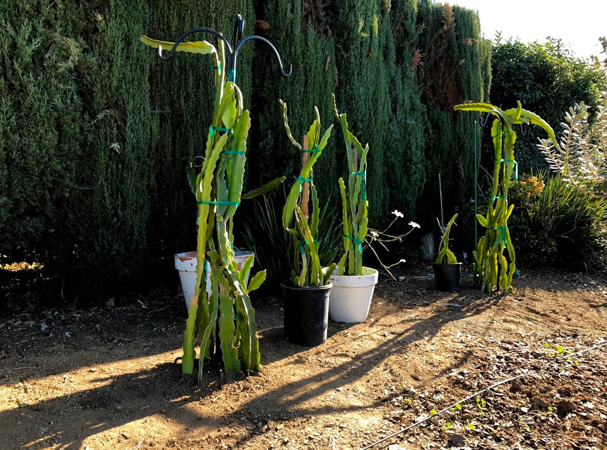 3 Dragon Fruit Cuttings 24” to 36” Pitahaya Stem White Flesh