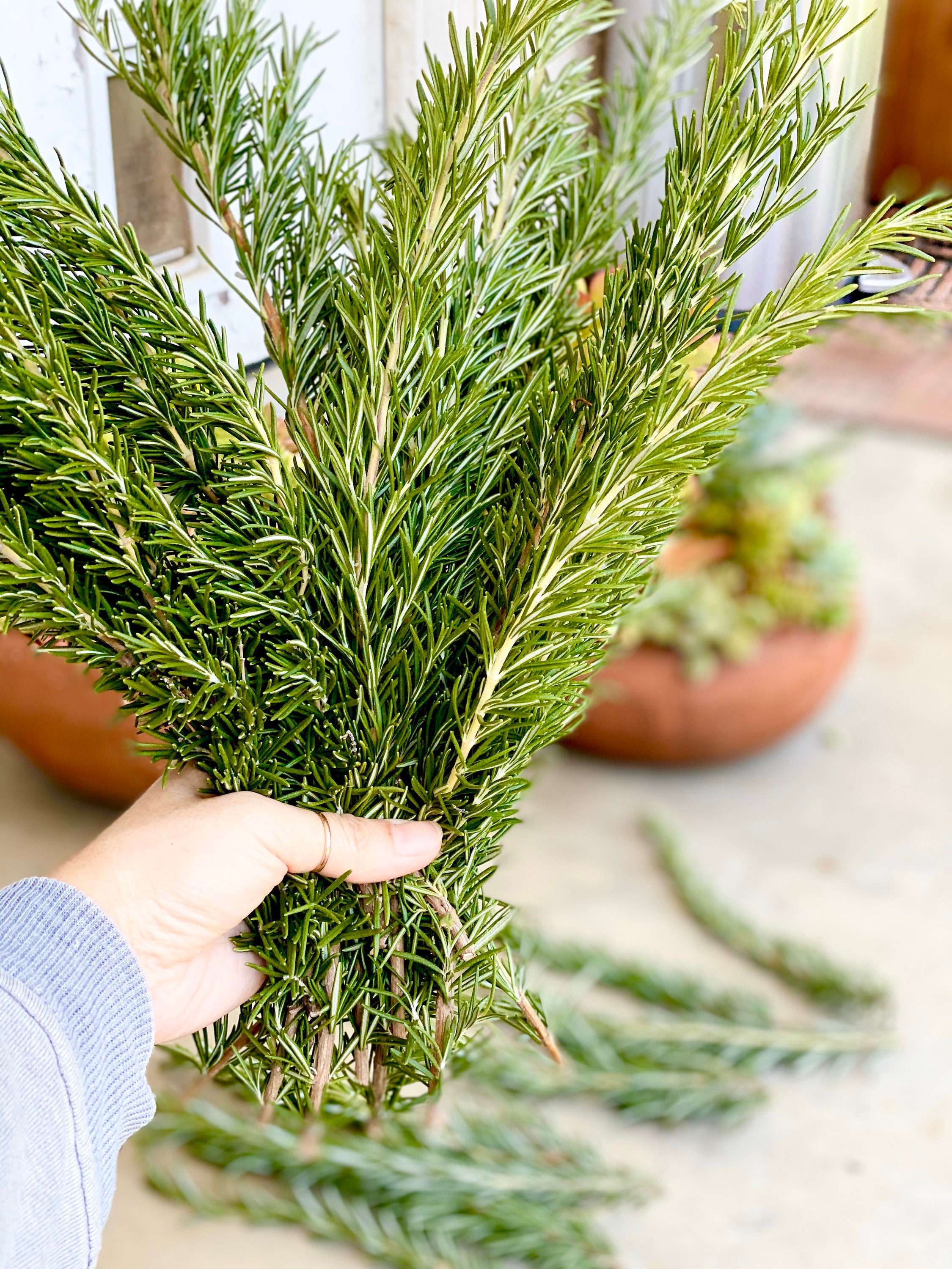 Fresh rosemary sprigs for wedding decor, floral arrangements, place card settings, and decorations - 50” 12” to 16” large rosemary cuttings