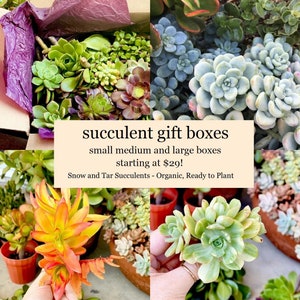 Succulent Cuttings Gift Box! Large Organic live plants colorful variety of rare easy to grow succulents different gift box sizes available