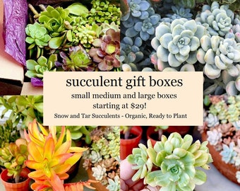 Succulent Cuttings Gift Box! Large Organic live plants colorful variety of rare easy to grow succulents different gift box sizes available