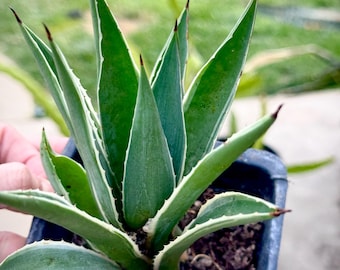Agave Horrida Mediopicta Alba - アガベホリダメディオピクタ - 霍