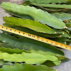 5 Large Dragon Fruit Plant Cuttings Pitaya White Fruit - 12” to 24” Dragonfruit Cutting ready to plant and easy propagation