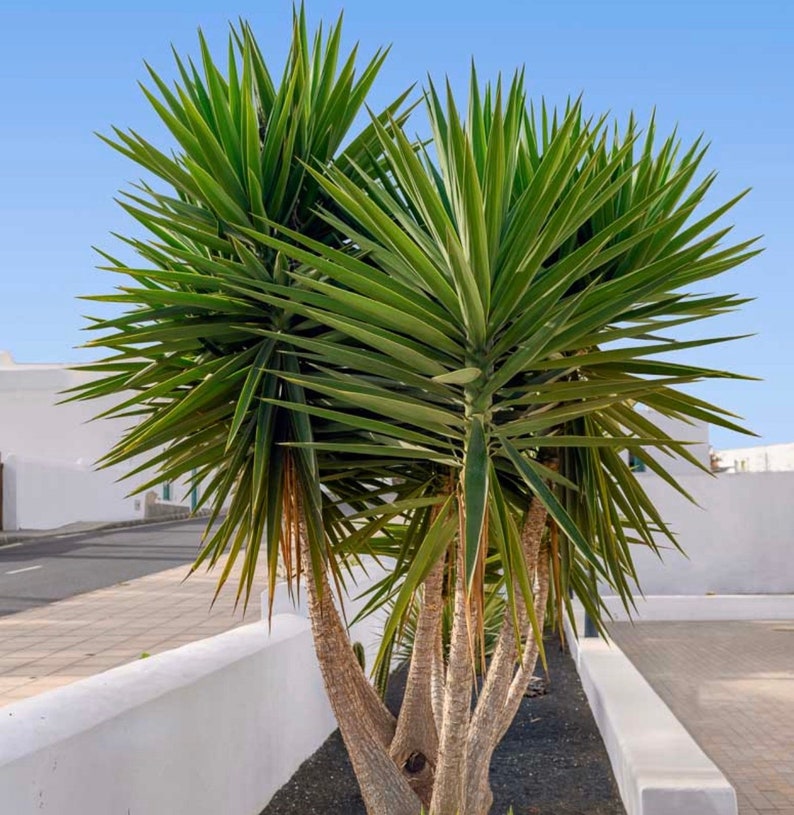 Yucca Aloifolia Tree Cutting Spanish Aloe Yucca 2230 Etsy