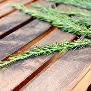 Fresh rosemary cuttings 50 6 to 9 rosemary sprigs for propagating rosemary, rosemary gardening, grow your own herbs and more image 6