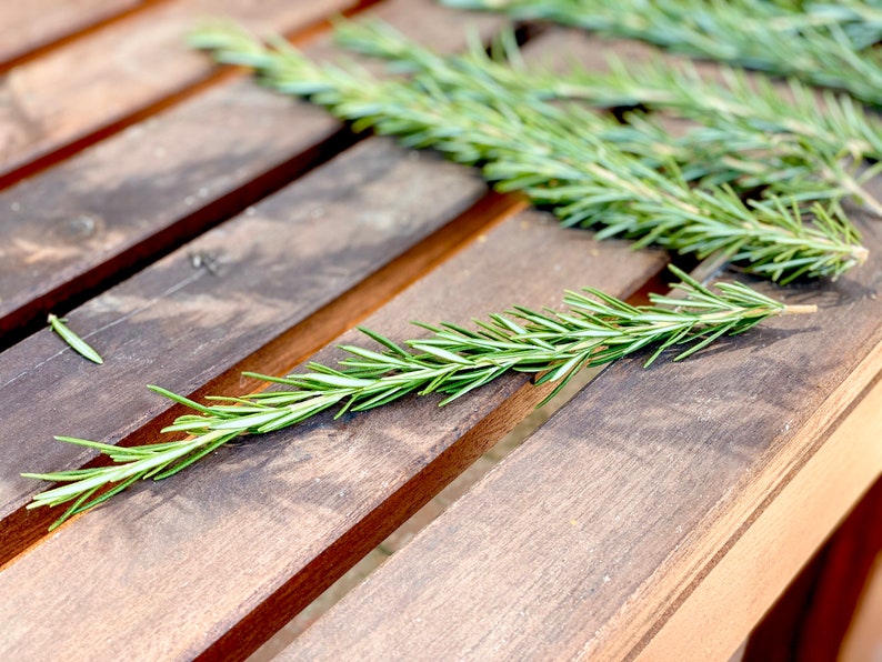 Fresh rosemary cuttings 50 6 to 9 rosemary sprigs for propagating rosemary, rosemary gardening, grow your own herbs and more image 6