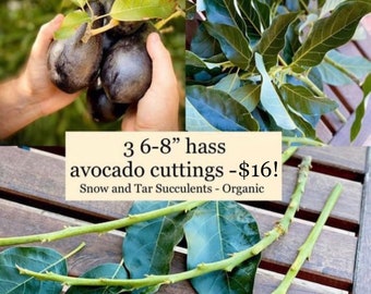 3 Hass Avocado Tree Cuttings 6-8” Live Avocado Tree Stems Scions to graft or root and grow avocado plant at home