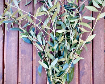 Olive Tree Stems 10-12+ 15”+ inches fresh Mediterranean greek olive tree tree stems wedding decor, floral arrangements, party favor decor