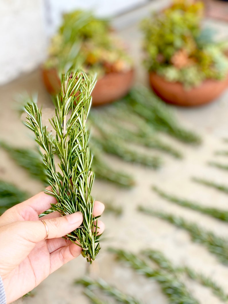 Fresh rosemary cuttings 50 6 to 9 rosemary sprigs for propagating rosemary, rosemary gardening, grow your own herbs and more image 3
