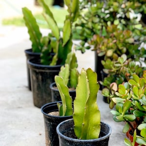 Seasonal Specials Live rooted dragon fruit plant - white flesh fruit pitahaya dragonfruit night blooming superfood plant - 6” to 12”