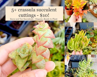 Crassula Succulent Cuttings - 5 Stems of Crassula Campfire Miniature Pine Tree String of Buttons Ogre Ears - Colorful Succulents