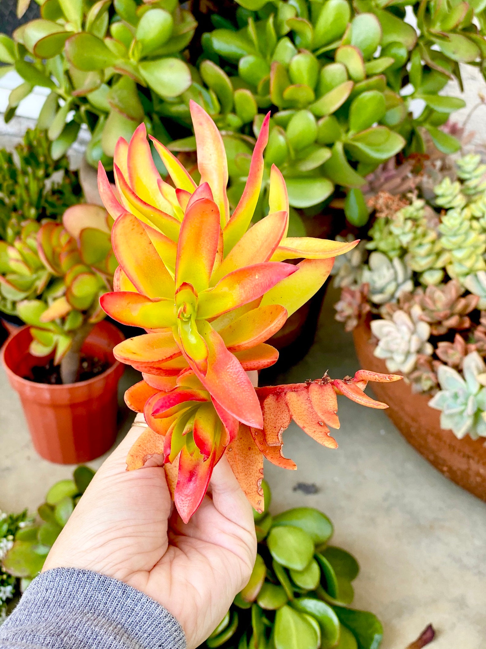 25 Large Succulent Stems Cuttings Aeonium Hawrothii Kiwi Etsy