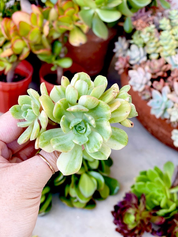 Les succulentes : des plantes étonnantes, faciles et décoratives !