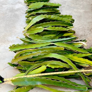 3 Dragon Fruit Cuttings: White Flesh Pitahaya Stem, 24-36”