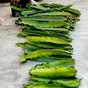 Large Dragonfruit Cuttings White Red Pink Yellow Purple Fruit Pitaya Organic 8-12” Sections Ready To Plant Easy Propagation Many Varieties