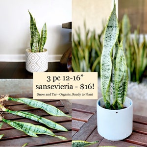 Set of THREE Sansevieria Laurentii Superba Golden Snake Plant Mother-in-law's Tongue 12” to 16” long easy indoor air purifying plants