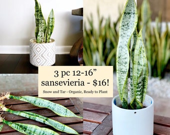 Set of THREE Sansevieria Laurentii Superba Golden Snake Plant Mother-in-law's Tongue 12” to 16” long easy indoor air purifying plants