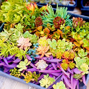 100 Succulent Plant Cuttings Easy to Grow With How to - Etsy