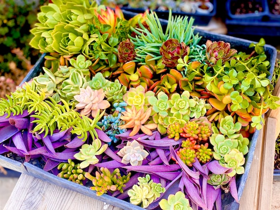 100+ Succulent Cuttings Bulk Box: Easy Grow, Colorful Varieties - Etsy