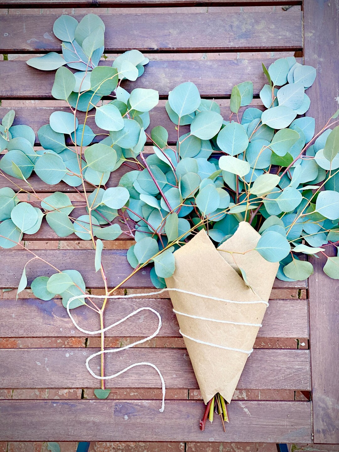 Silver dollar eucalyptus stems 10 12 15 inches fresh eucalyptus tree