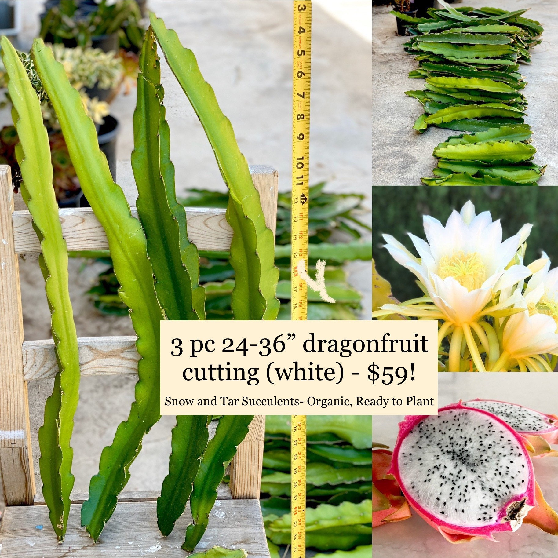 アリシアスタン 2024 Madeline Pitaya 3 Dragon Fruit Cuttings 24” to 36” Pitahaya Stem White Flesh
