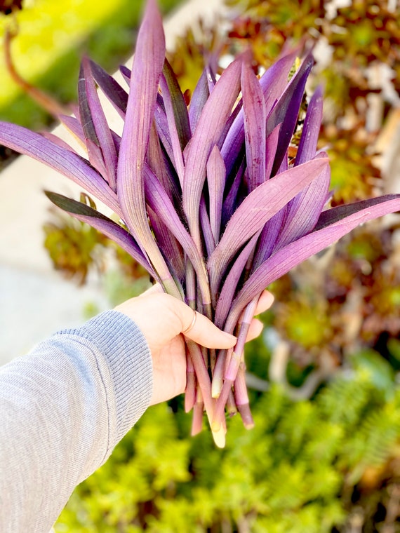 Purple Heart Succulent Cuttings: Wandering Jew Tradescantia Pallida, DIY  Landscaping - Etsy