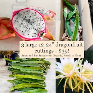3 Large 12-24” Dragonfruit Live Plant Cuttings Pitaya Stem White Fruit ready to plant and grow your own fruit