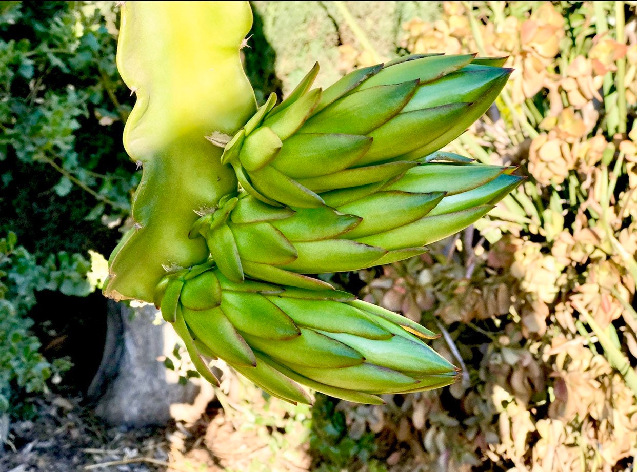 アリシアスタン 2024 Madeline Pitaya 3 Dragon Fruit Cuttings 24” to 36” Pitahaya Stem White Flesh
