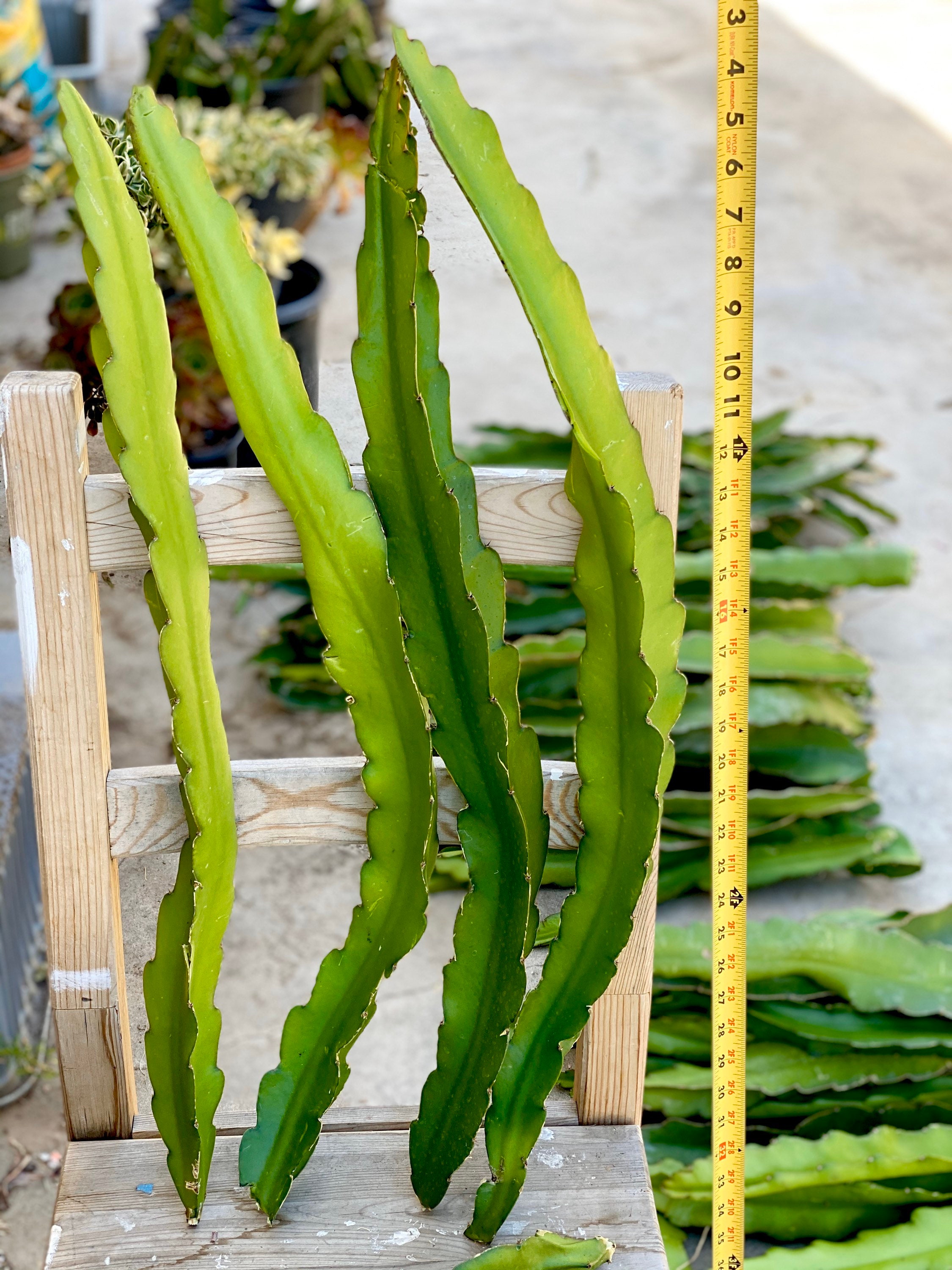 アリシアスタン 2024 Madeline Pitaya 3 Dragon Fruit Cuttings 24” to 36” Pitahaya Stem White Flesh