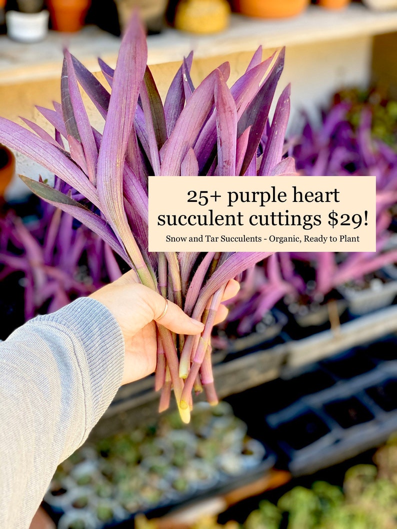 Purple Heart cuttings for propagation ready to plant 25 Etsy