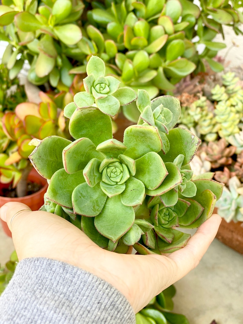 Rare Aeonium Kiwi Succulent Cuttings - Thumbnail 2