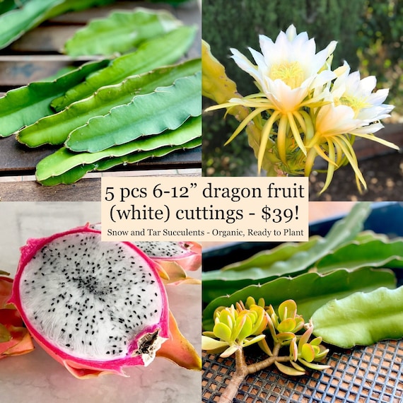 White Dragon Fruit Plant - Fruiting Cactus Vine