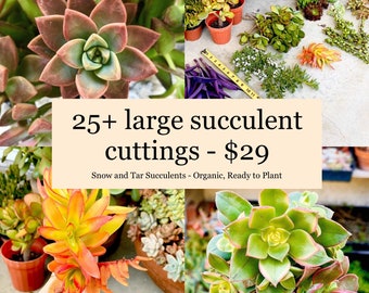 25+ Succulent Cuttings for wreath propagation diy ready to plant large succulent clippings include jade, aeonium, sedum, echeveria, rosettes