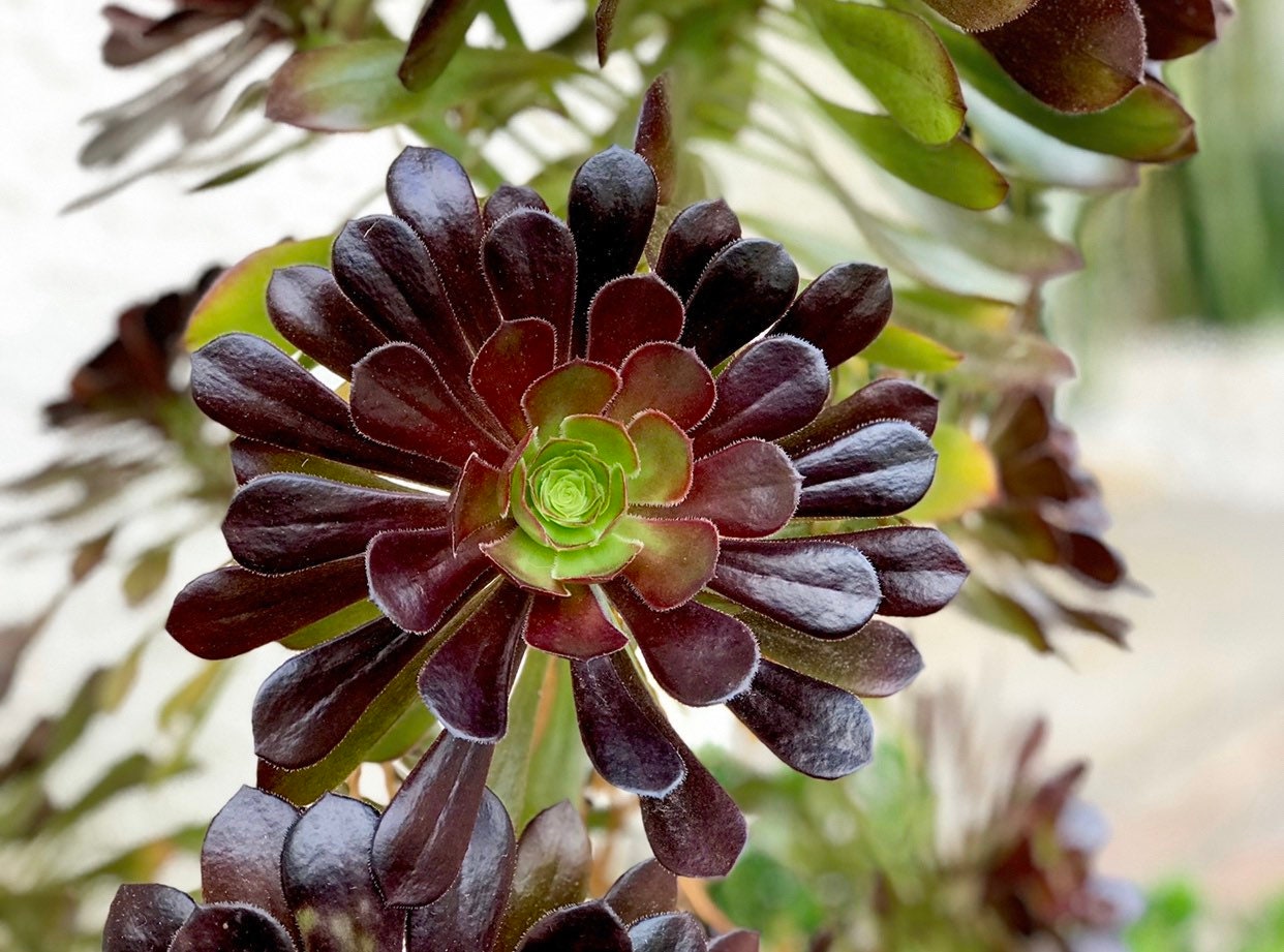Aeonium Cuttings Black Rose Aeonium Arboreum Zwartkop Etsy