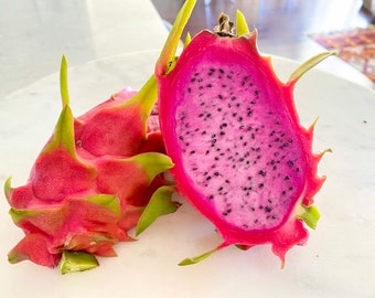 Pink Dragon Fruit Plant: Sweet Pitaya with Established Roots (12-18")