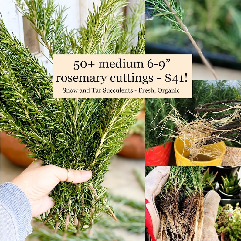 Fresh rosemary cuttings 50 6 to 9 rosemary sprigs for propagating rosemary, rosemary gardening, grow your own herbs and more image 1