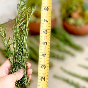 Fresh rosemary cuttings 50 6 to 9 rosemary sprigs for propagating rosemary, rosemary gardening, grow your own herbs and more image 2