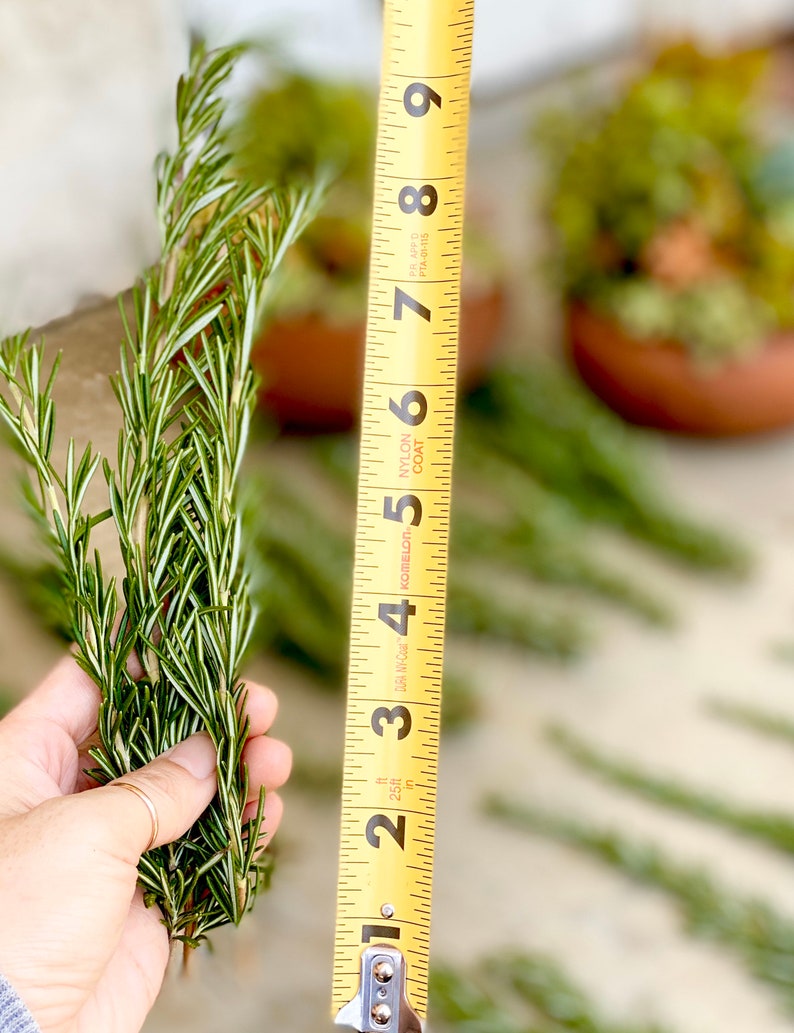 Fresh rosemary cuttings 50 6 to 9 rosemary sprigs for propagating rosemary, rosemary gardening, grow your own herbs and more image 2