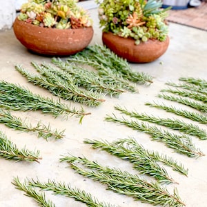 Fresh rosemary cuttings 50 6 to 9 rosemary sprigs for propagating rosemary, rosemary gardening, grow your own herbs and more image 4